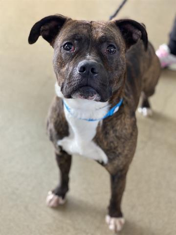 NUGGET, Adoptable, Young Male Boxer & Pit Bull Terrier.