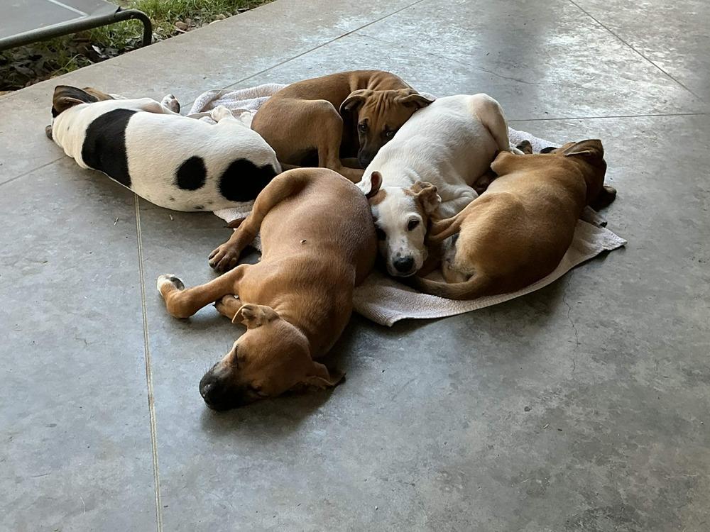 Twyla, Adoptable, Puppy Female Redbone Coonhound.