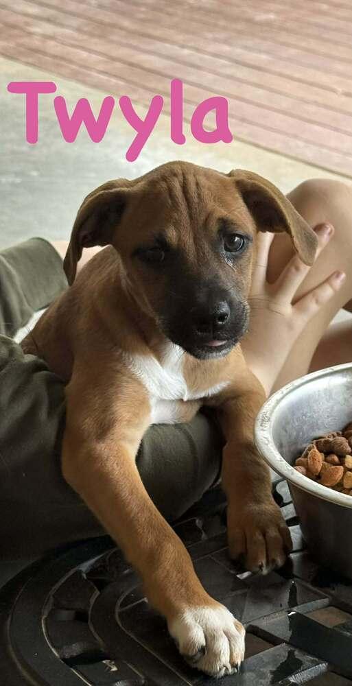 Enlarge Twyla, a Adoptable mixed breed in Syracuse, NY image 3/6