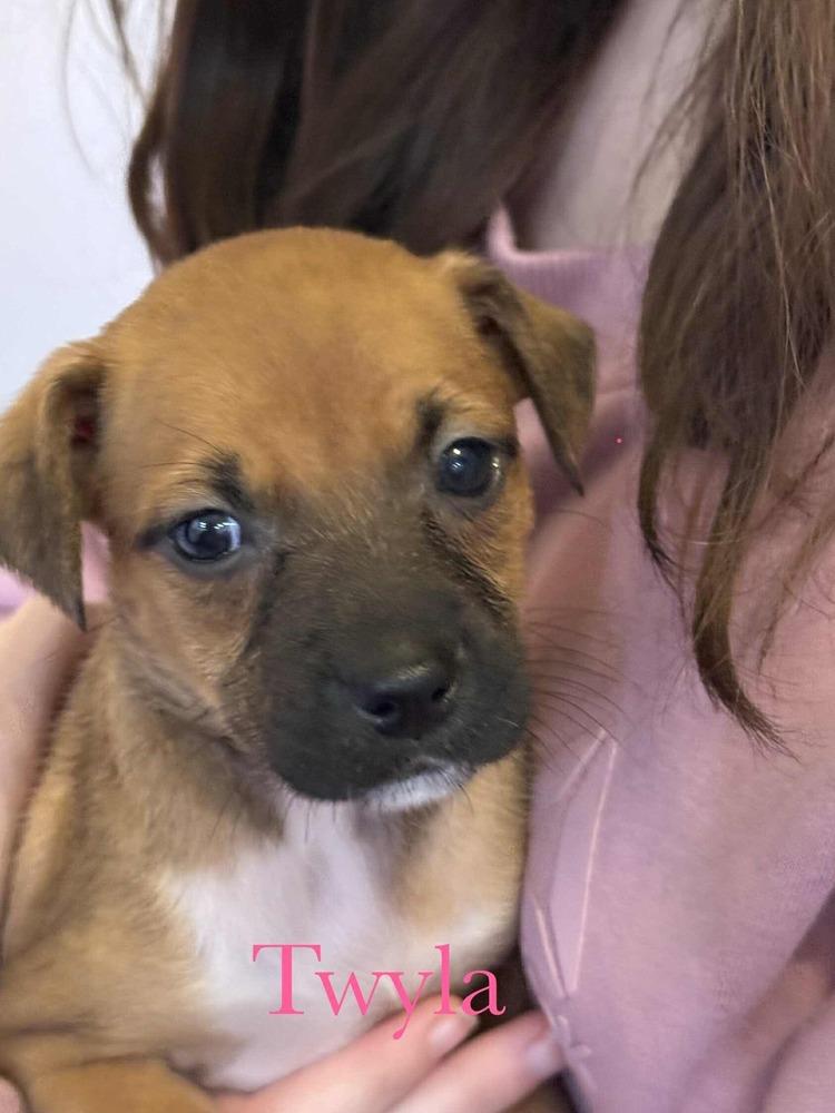 Enlarge Twyla, a Adoptable mixed breed in Syracuse, NY image 4/6