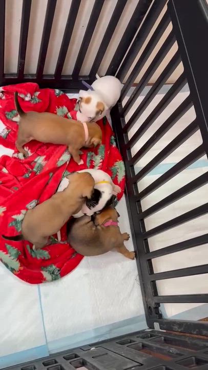 Enlarge Twyla, a Adoptable mixed breed in Syracuse, NY video 6/6