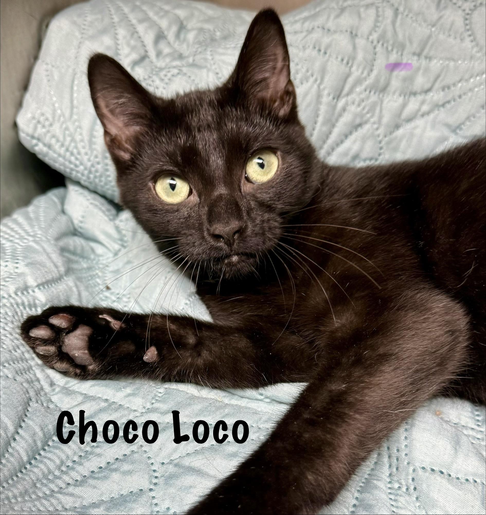 Enlarge Choco Loco, a Adoptable Domestic Short Hair in Frewsburg, NY image 1/2