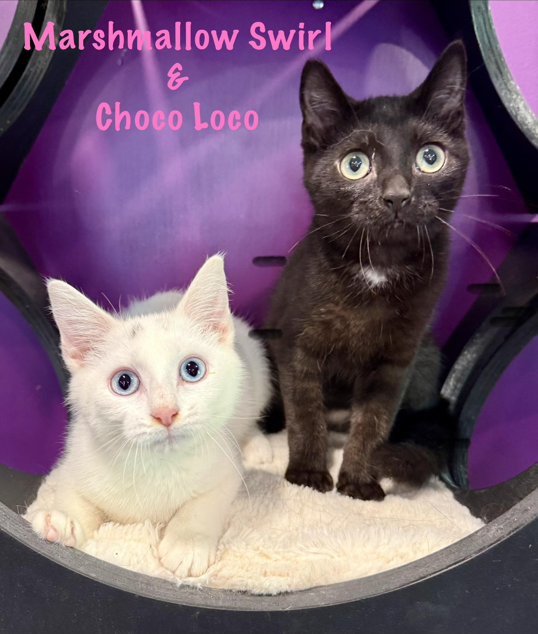 Marshmallow Swirl & Choco Loco, ADOPTABLE, Kitten Female Domestic Short Hair.