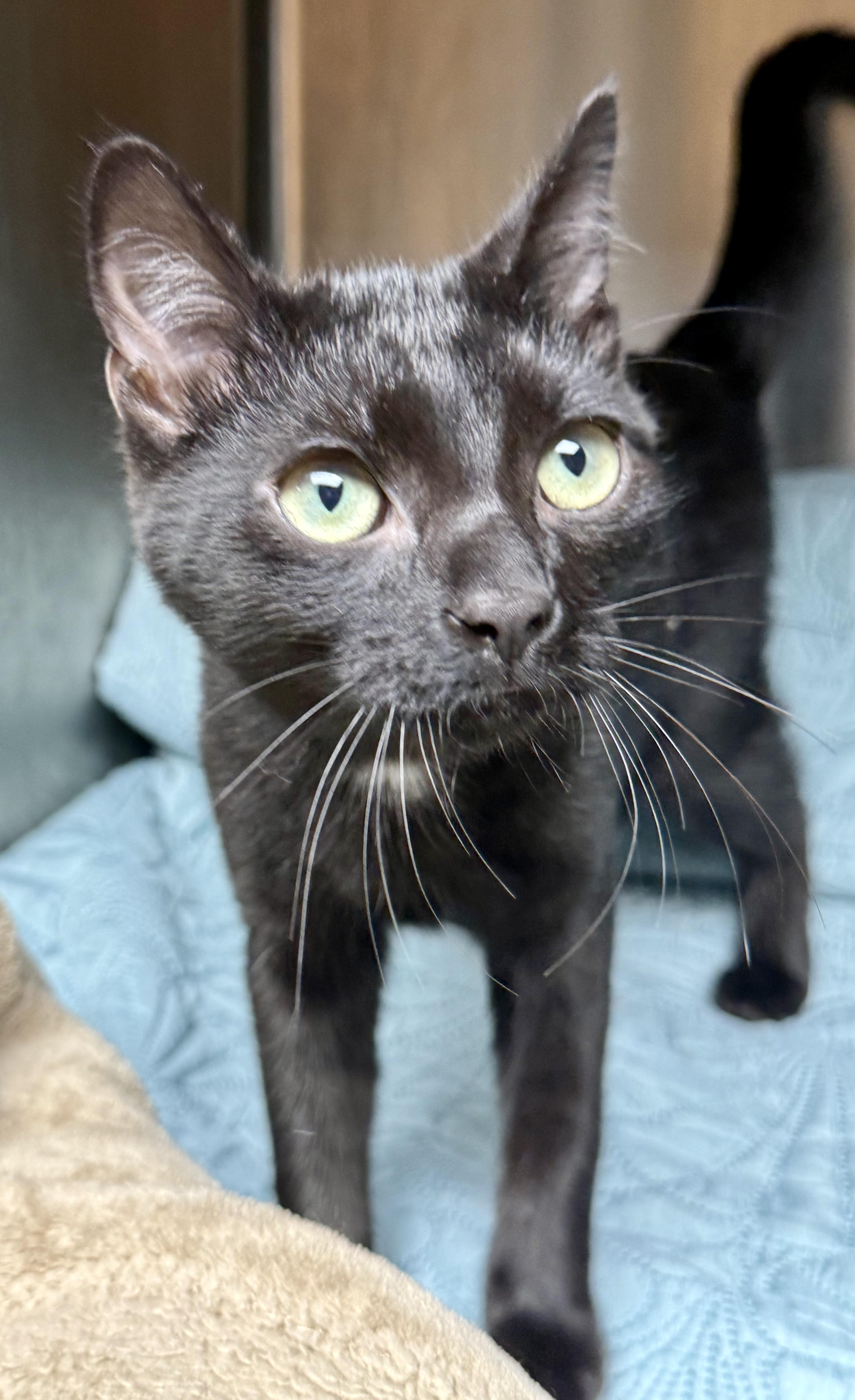 Enlarge Choco Loco, a Adoptable Domestic Short Hair in Frewsburg, NY image 2/2