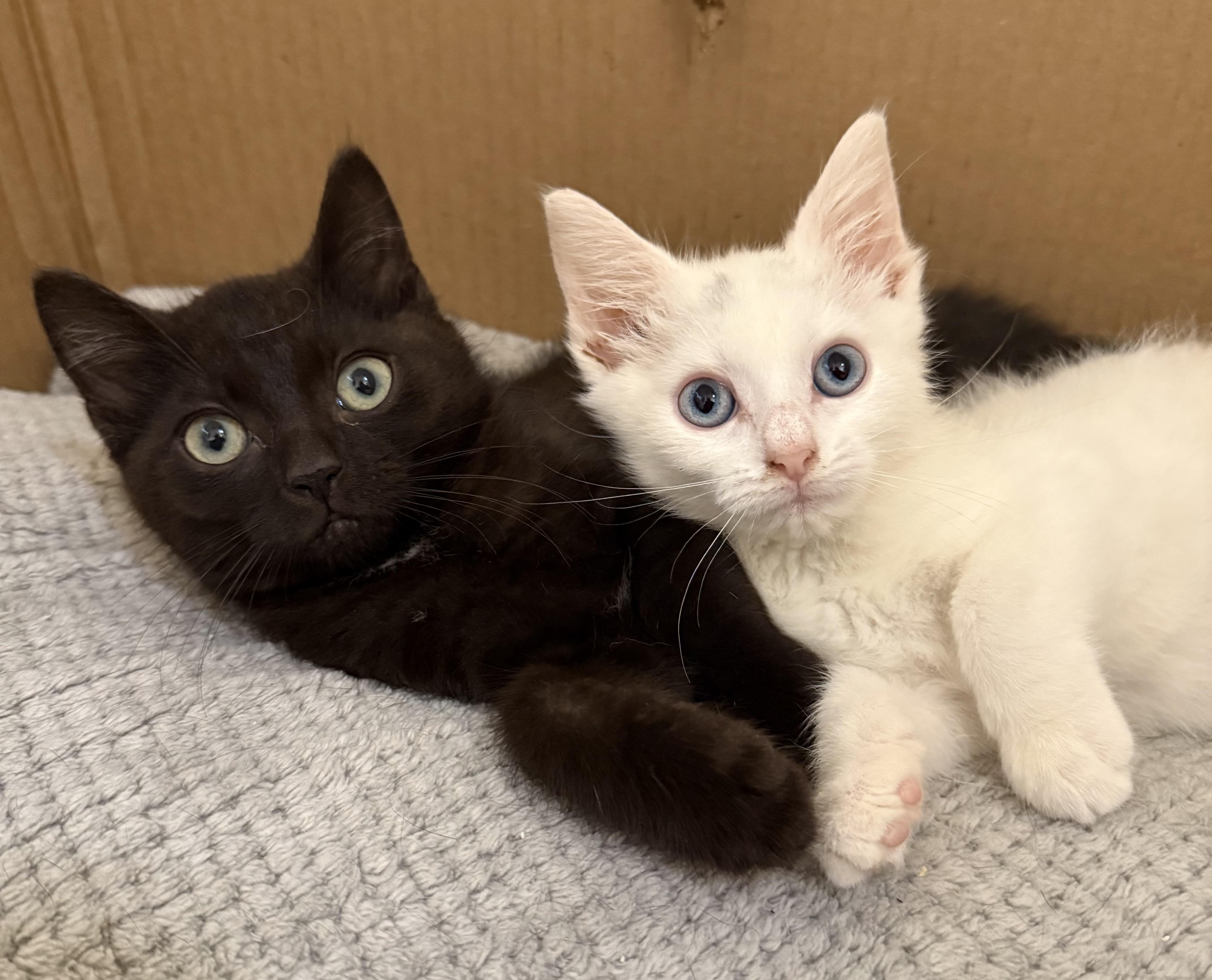 Marshmallow Swirl & Choco Loco, a ADOPTABLE Domestic Short Hair in Frewsburg, NY image 3/3
