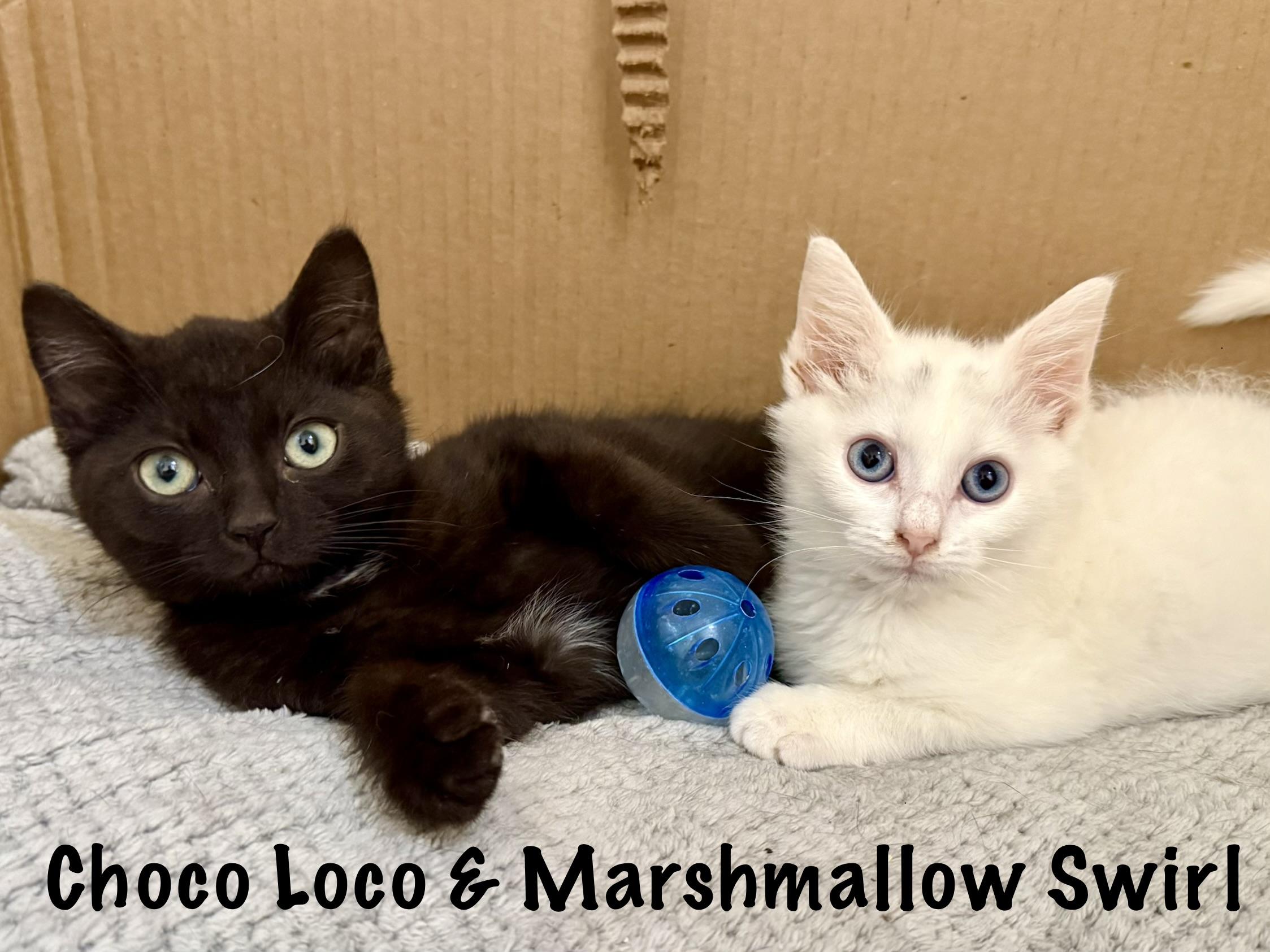 Marshmallow Swirl & Choco Loco, a ADOPTABLE Domestic Short Hair in Frewsburg, NY image 2/3