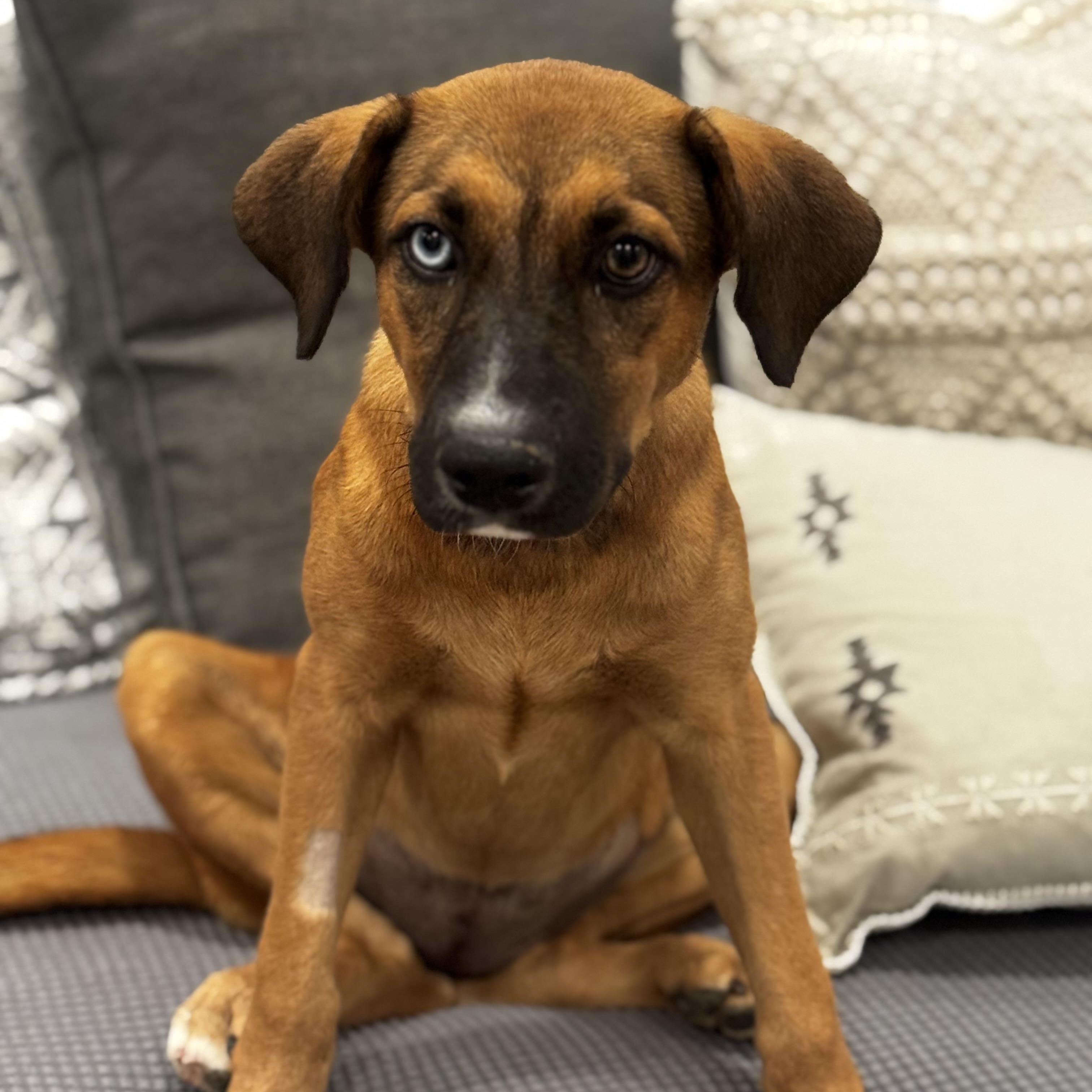 Enlarge Meet Paisley — the blue-eyed girl who was made for love. , a Adoptable mixed breed in Peoria, , IL image 4/5