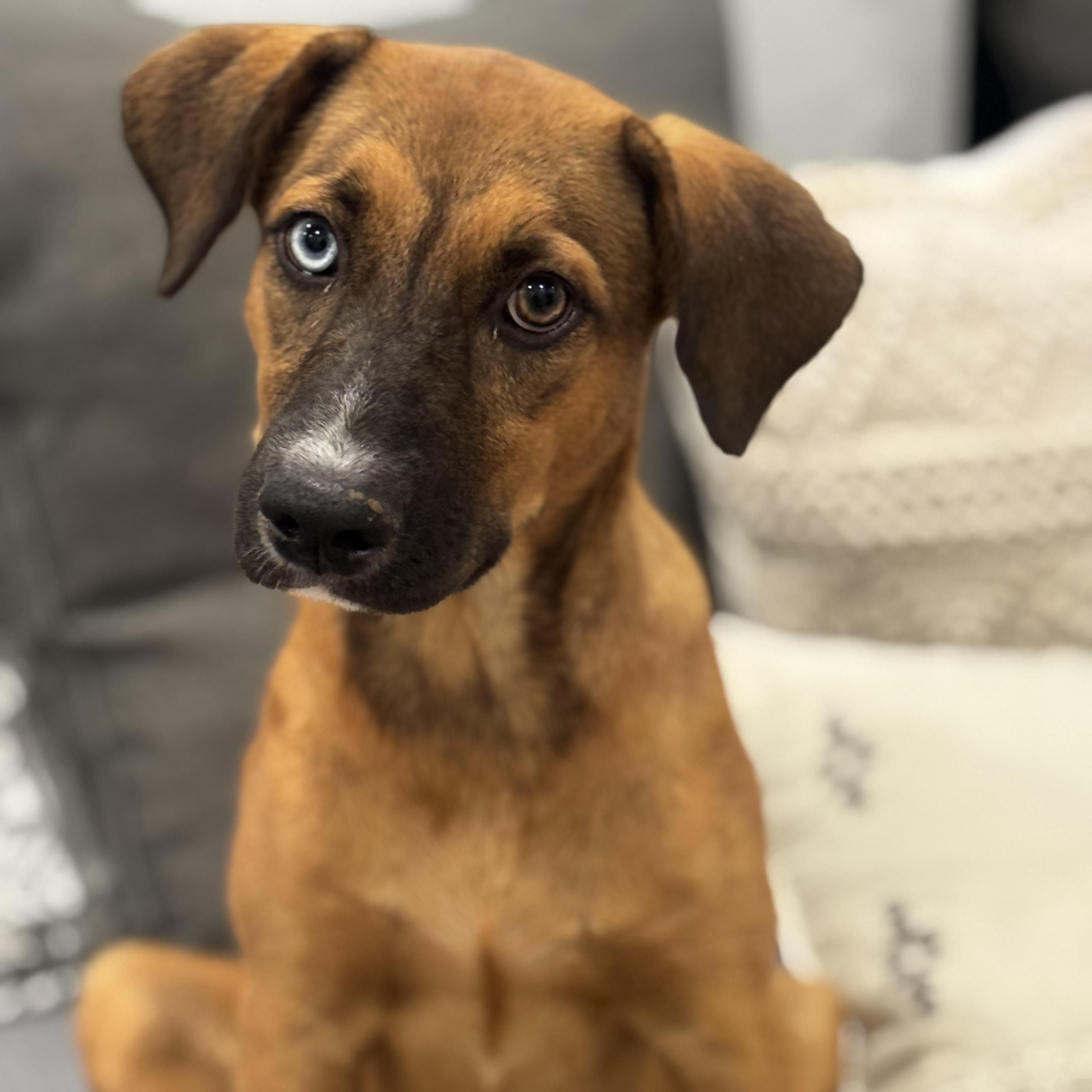 Enlarge Meet Paisley — the blue-eyed girl who was made for love. , a Adoptable mixed breed in Peoria, , IL image 3/5