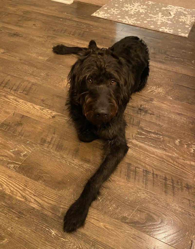 Woodford, Adoptable, Adult Male Labrador Retriever & Poodle.