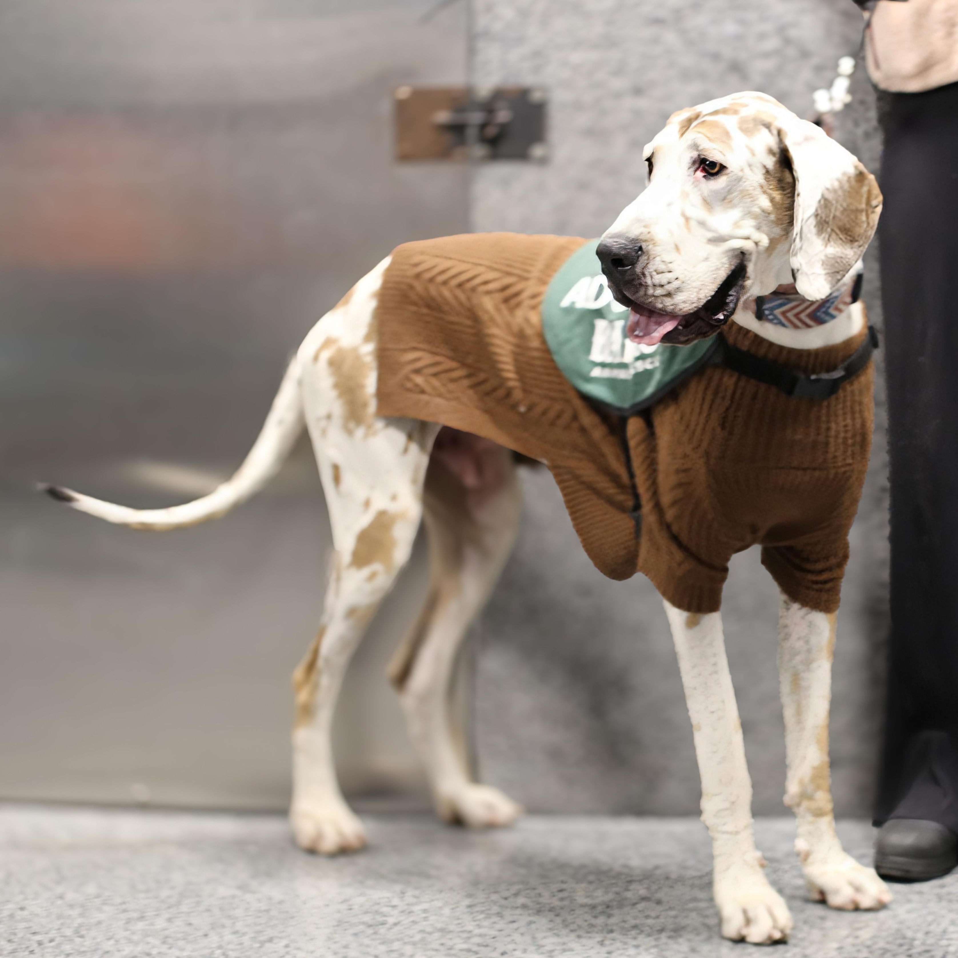 Enlarge Jinu, an adopted Great Dane in Brooklyn, NY image 1/5