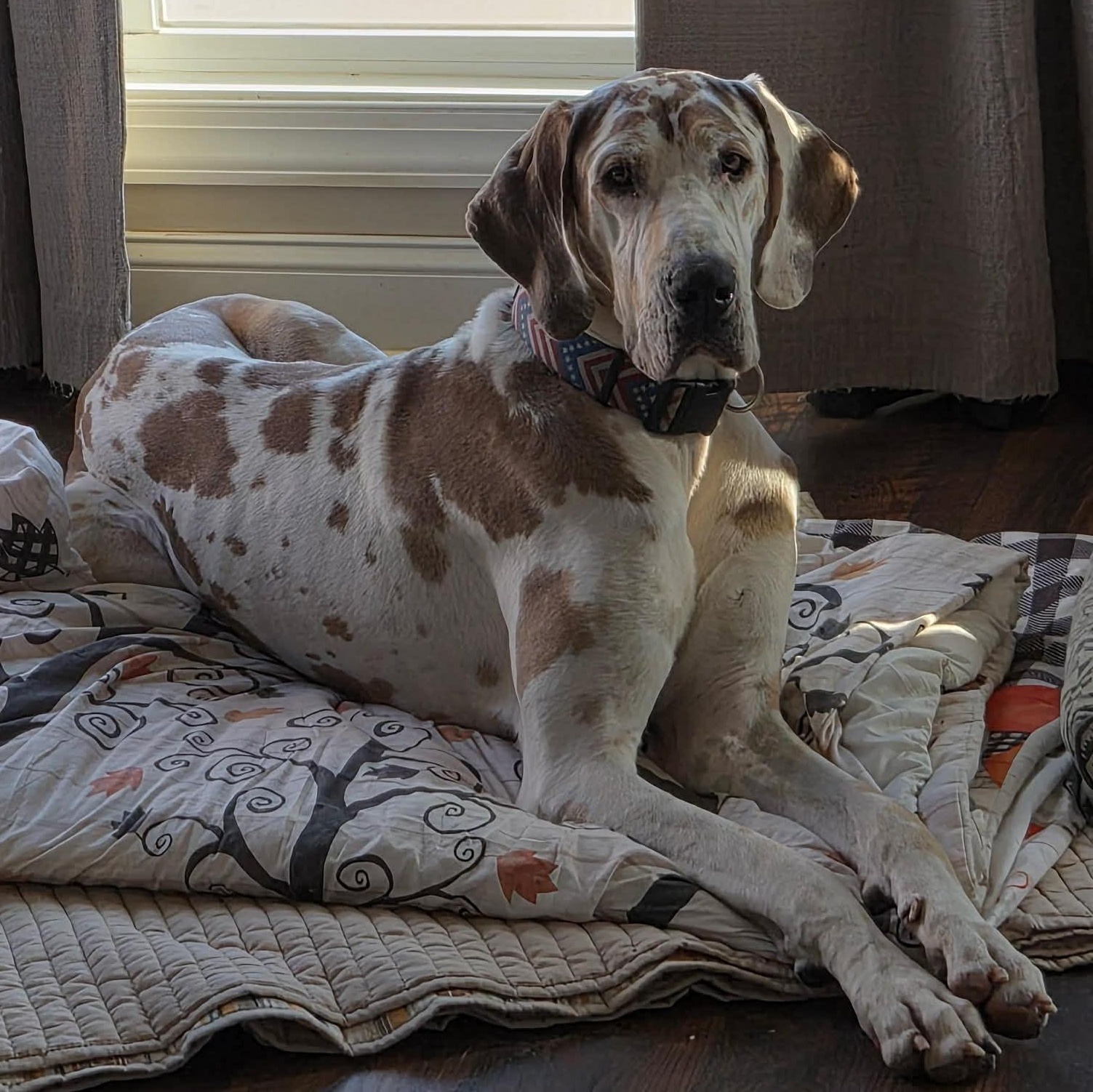 Jinu, ADOPTABLE, Young Male Great Dane.