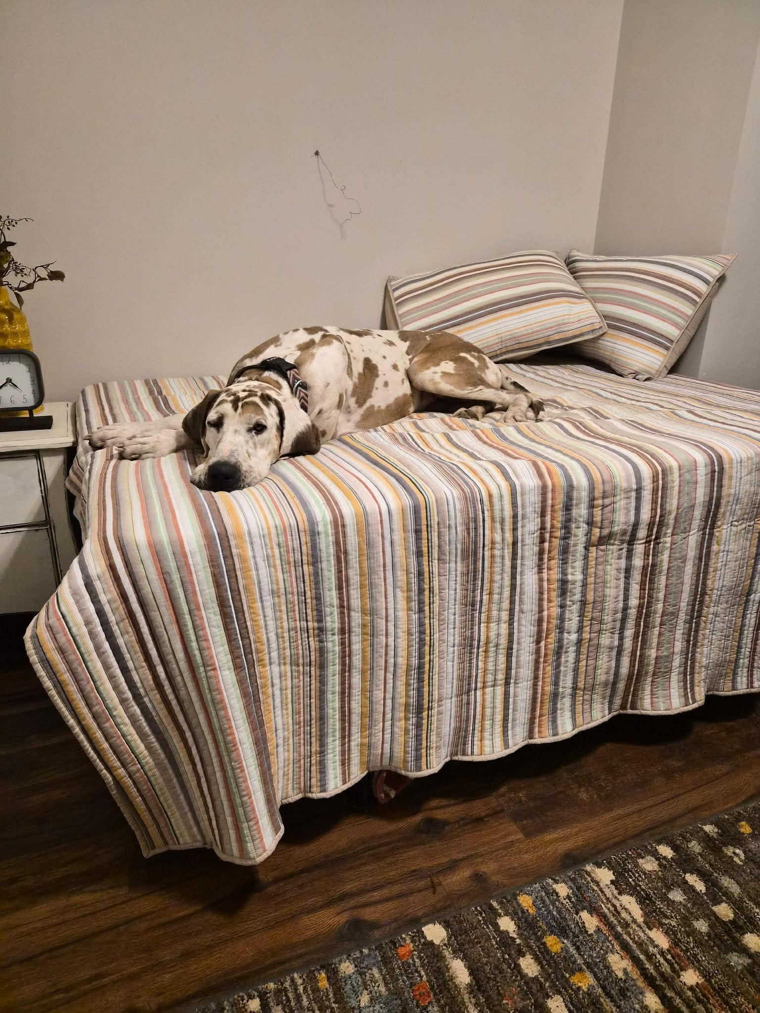 Enlarge Jinu, an adopted Great Dane in Brooklyn, NY image 5/5