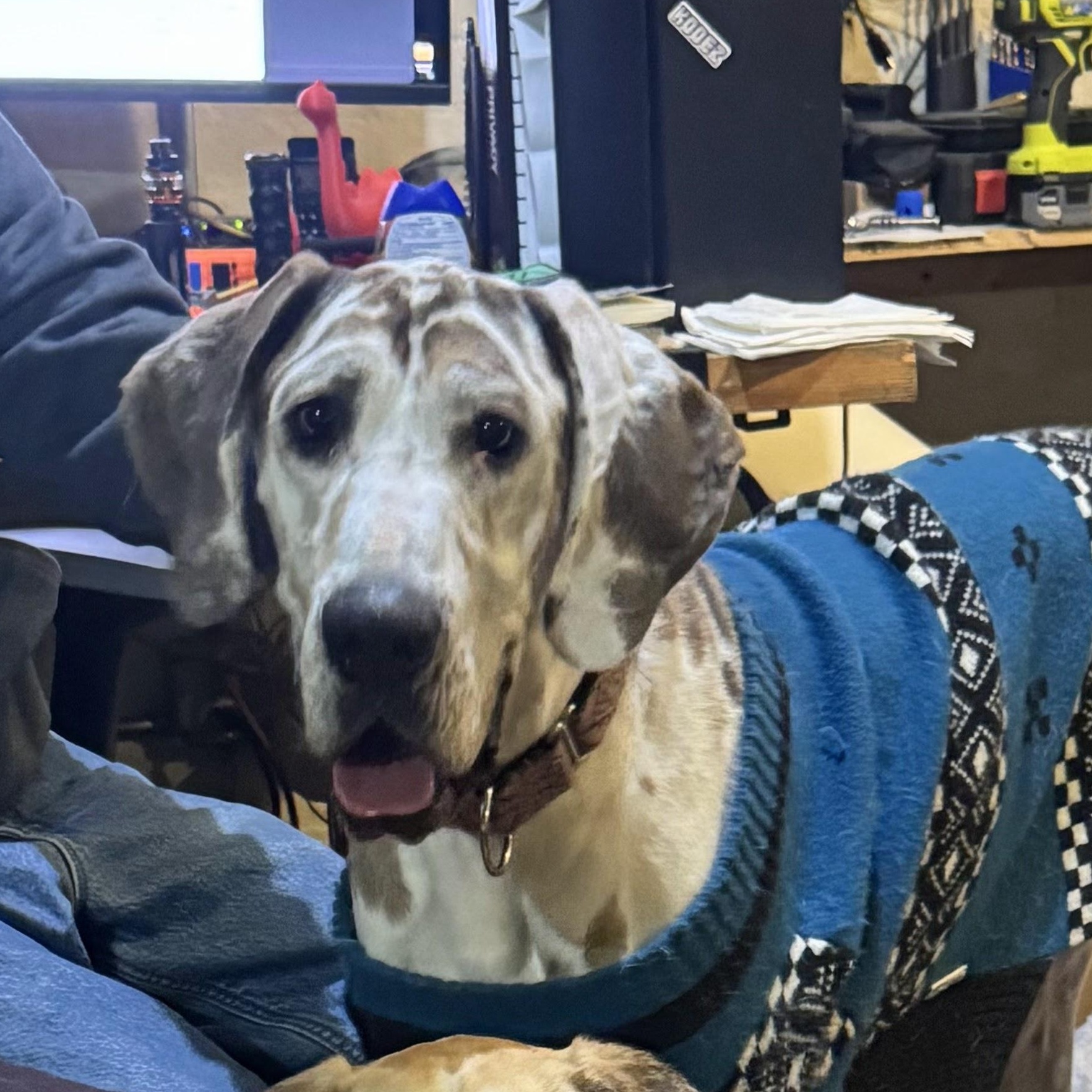 Enlarge Jinu, an adopted Great Dane in Brooklyn, NY image 2/5