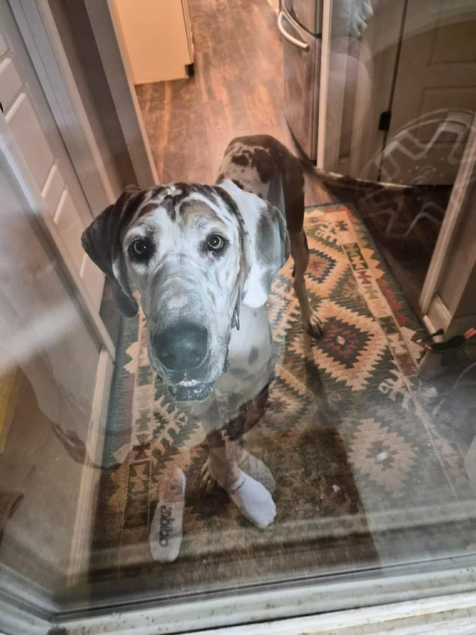 Enlarge Jinu, an adopted Great Dane in Brooklyn, NY image 4/5