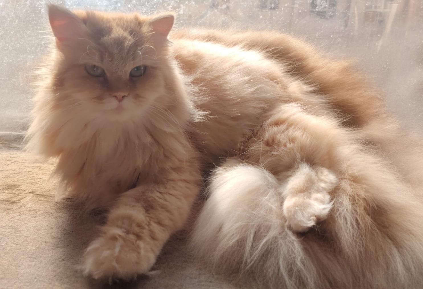 Enlarge Pokwang, a Adoptable Persian in Snow Hill, MD image 1/1