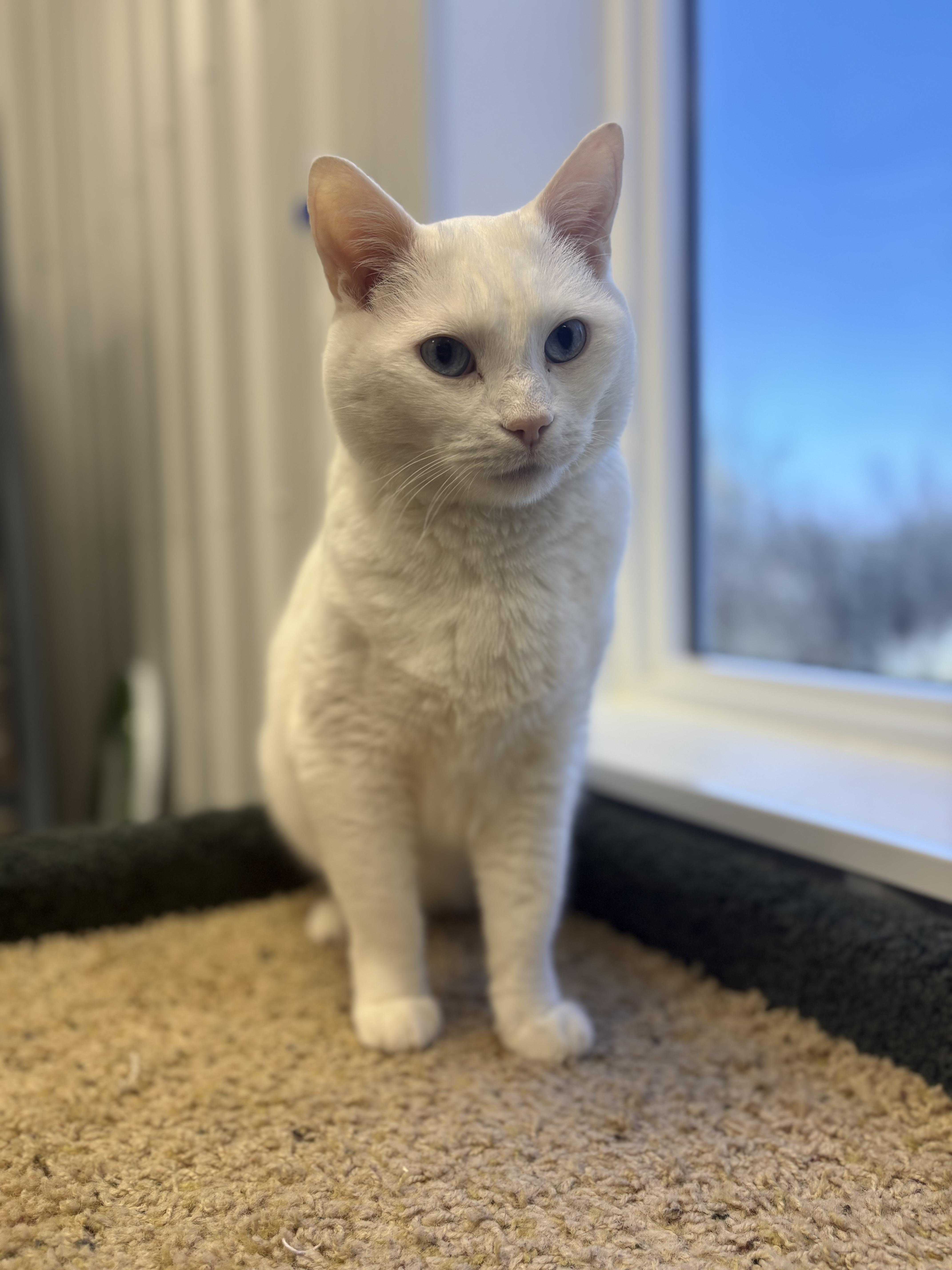 Enlarge Lindor, a ADOPTABLE Domestic Short Hair in Medicine Hat, AB image 1/1