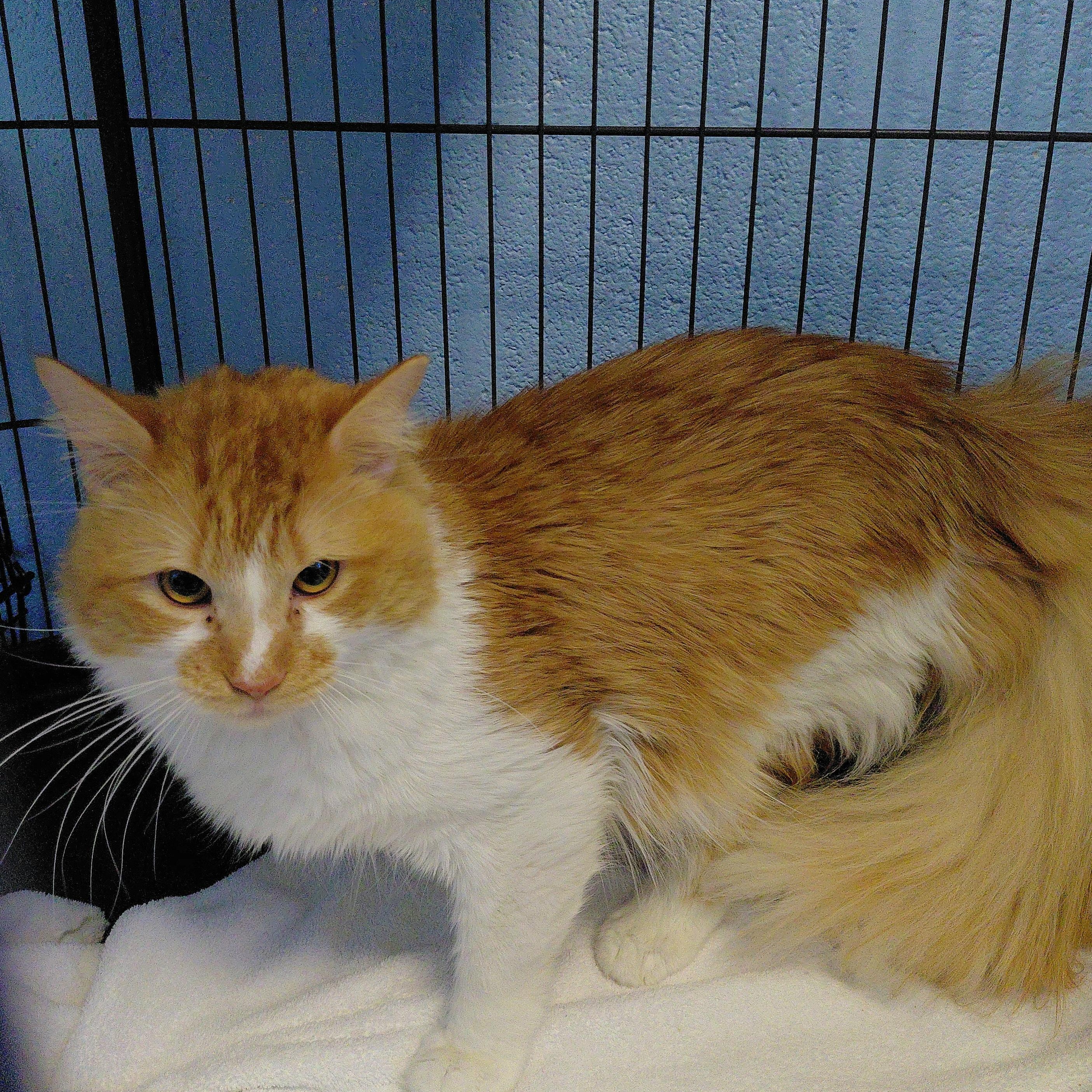 Apricot, a ADOPTABLE Domestic Long Hair in Stanley, VA image 4/5