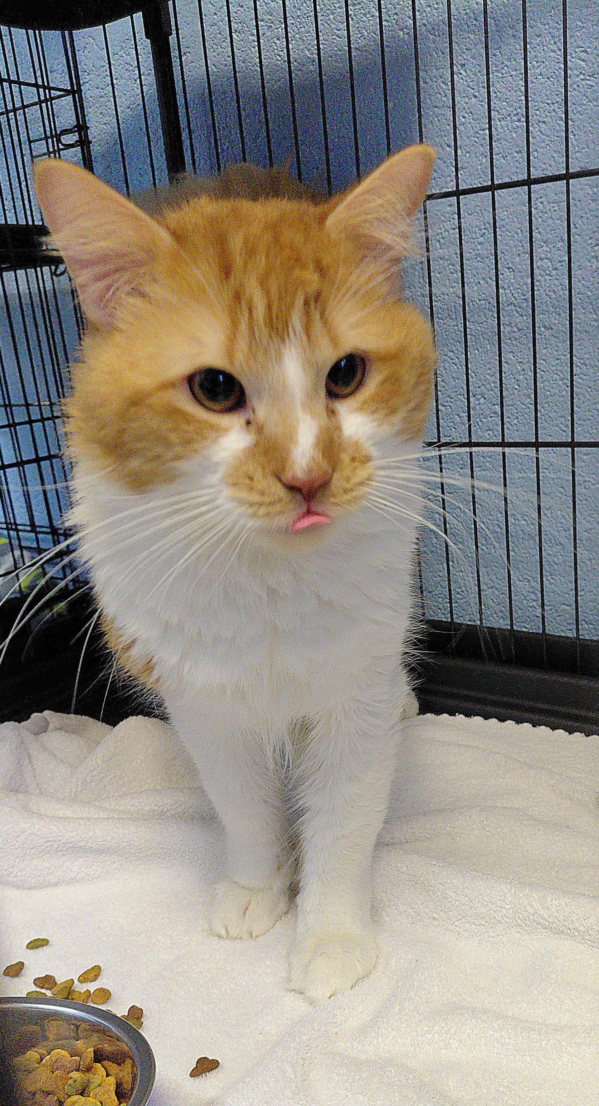 Apricot, a ADOPTABLE Domestic Long Hair in Stanley, VA image 3/5