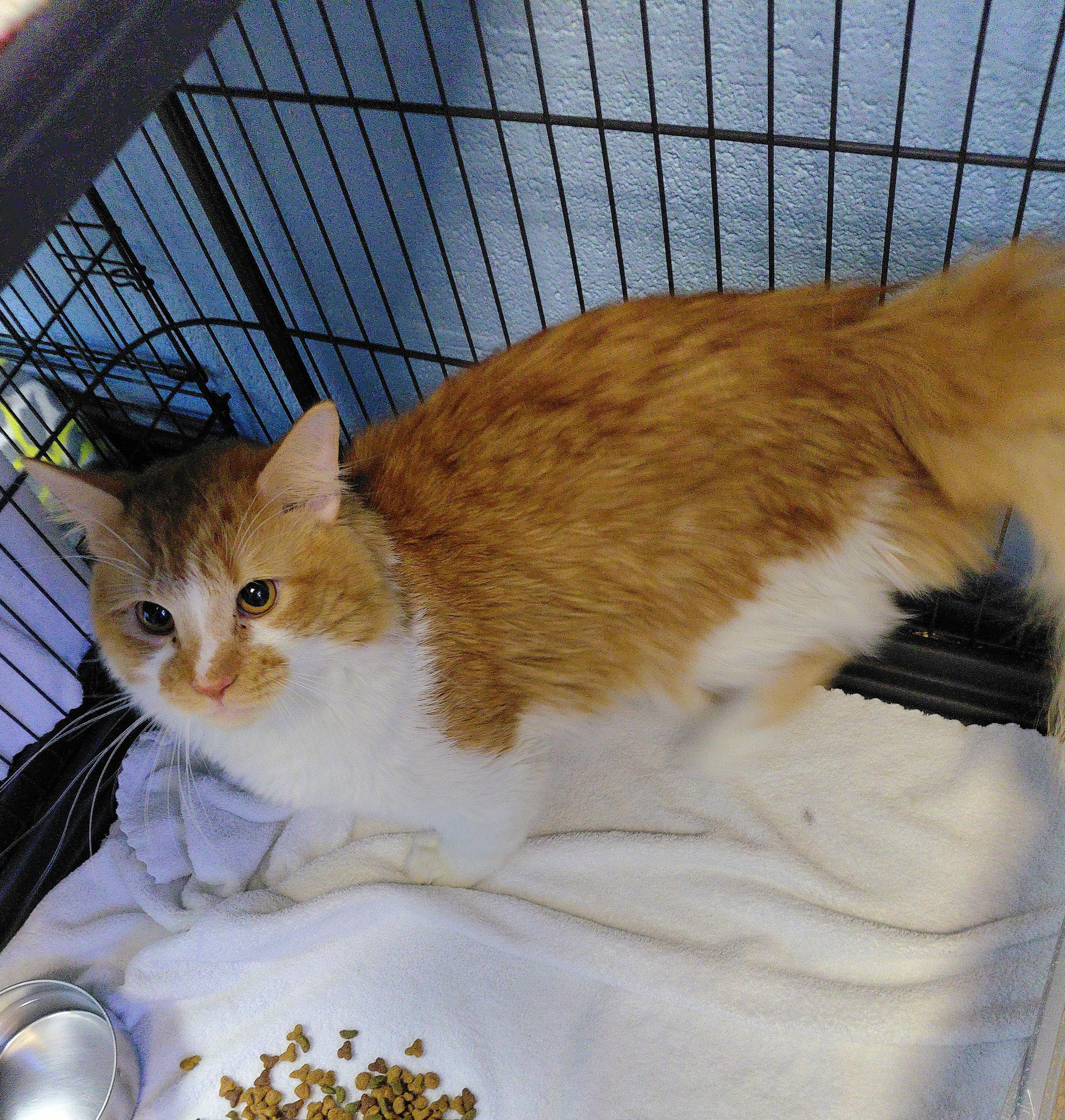 Apricot, a ADOPTABLE Domestic Long Hair in Stanley, VA image 2/5