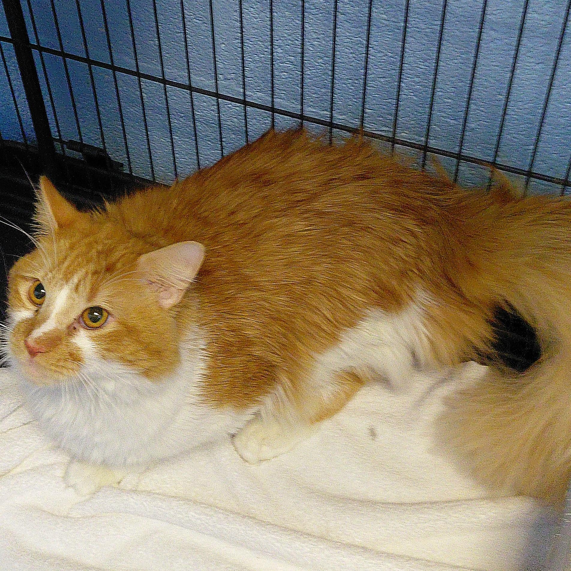 Apricot, ADOPTABLE, Adult Male Domestic Long Hair.
