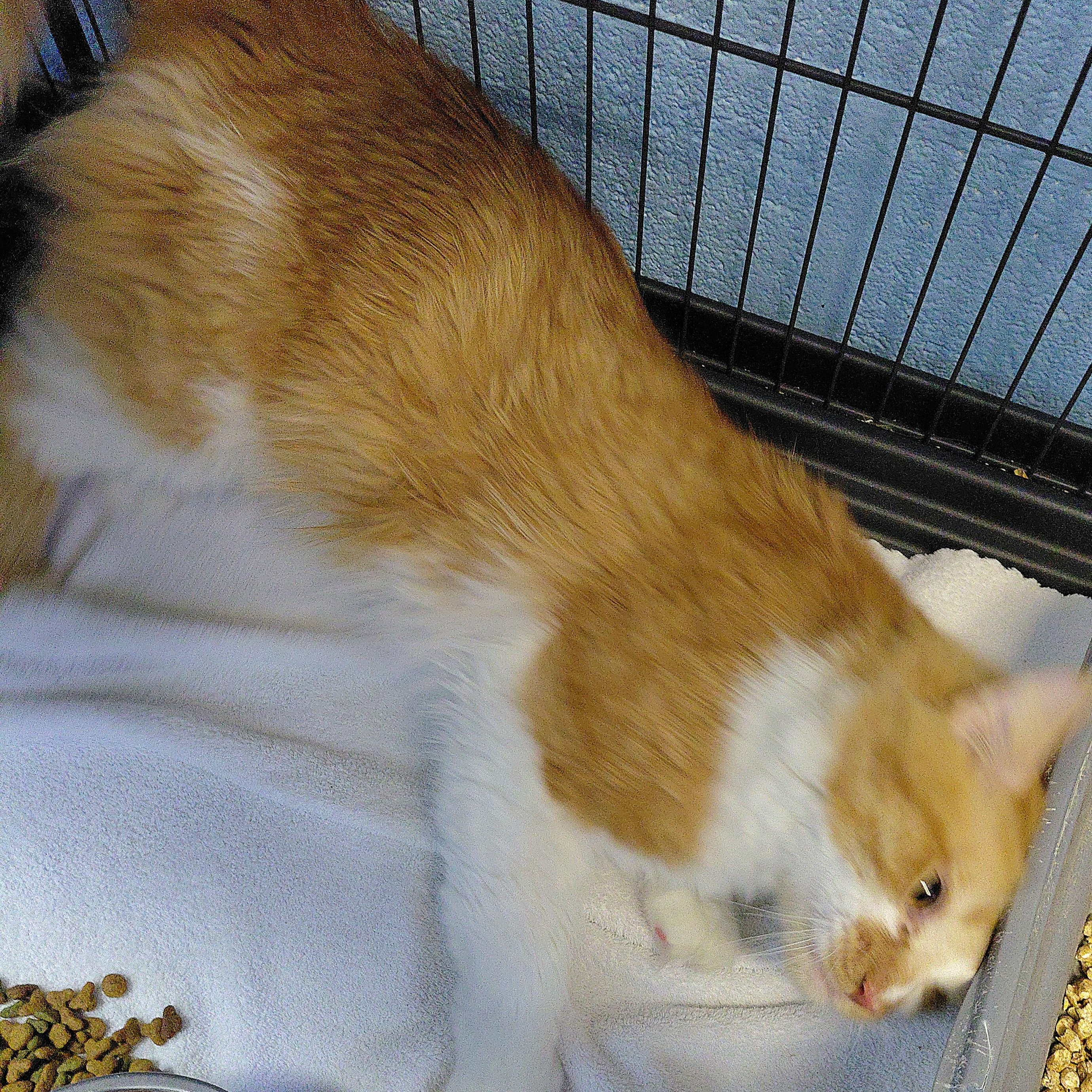 Apricot, a ADOPTABLE Domestic Long Hair in Stanley, VA image 5/5