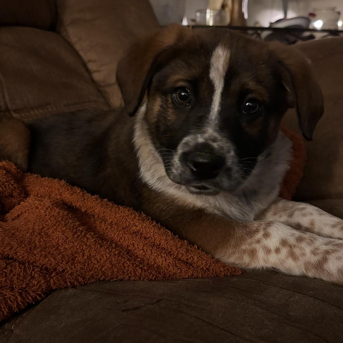 Enlarge Oliver, a ADOPTABLE mixed breed in Jeffersonville, IN image 1/1