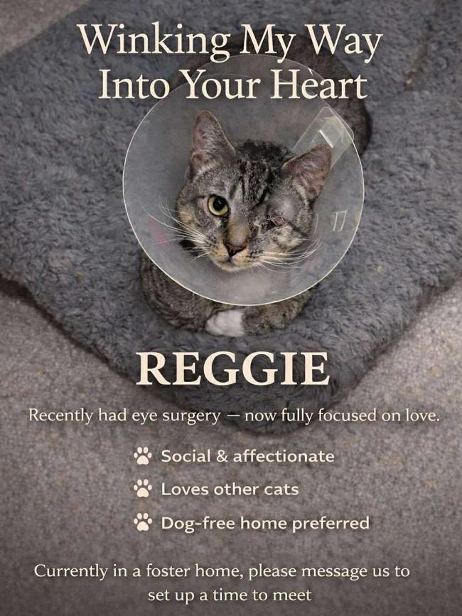 LIL E & REGGIE, an adoptable Domestic Short Hair in Pegram, TN image 2/2