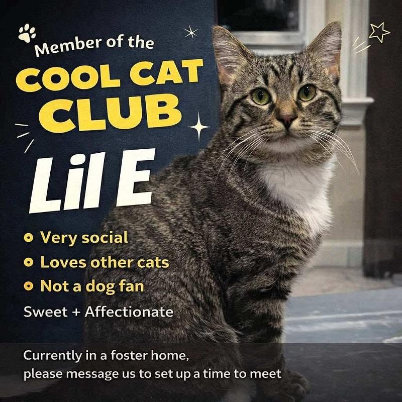 LIL E & REGGIE, adoptable, Young Male Domestic Short Hair.