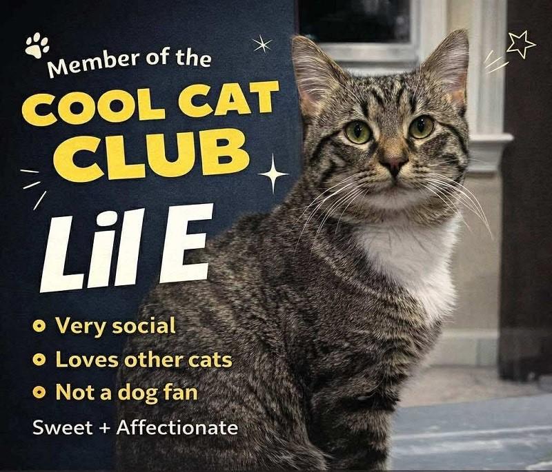 LIL E , adoptable, Young Male Domestic Short Hair.