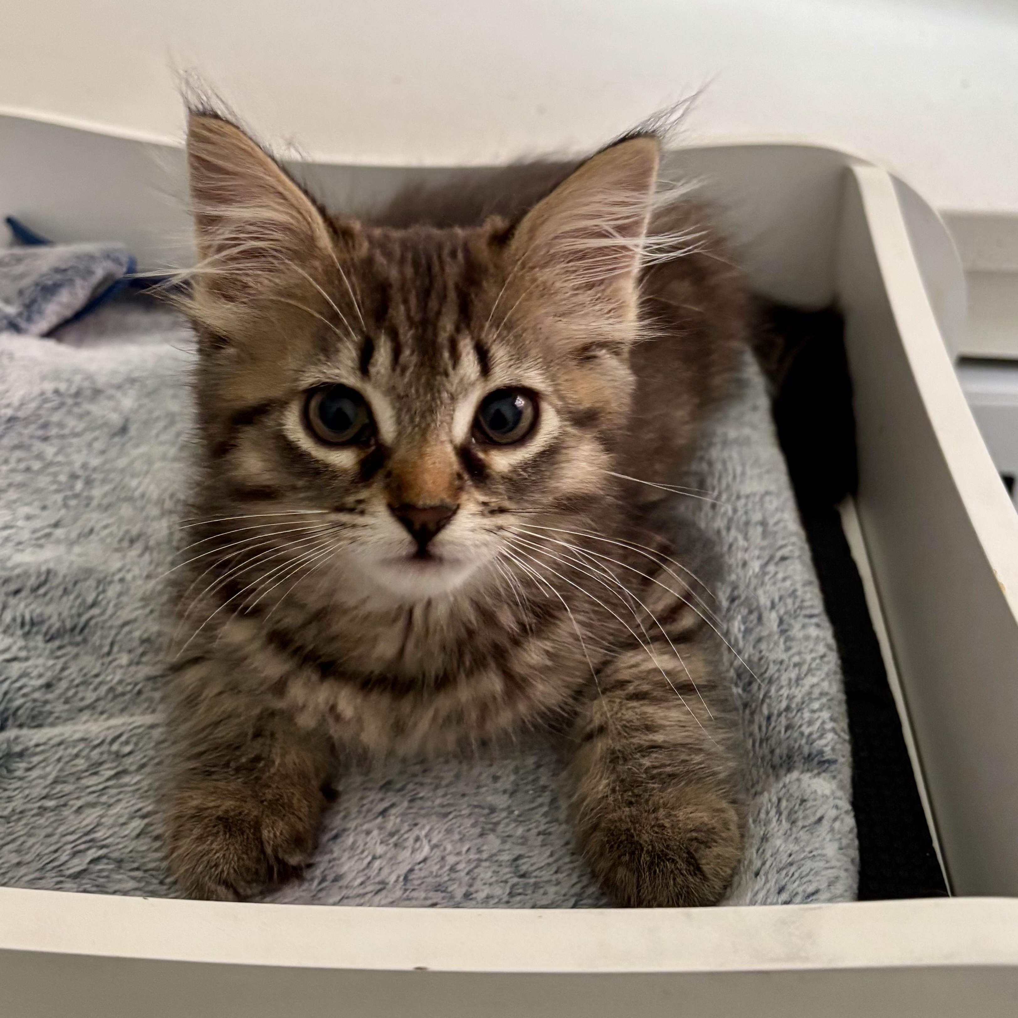Joni, a ADOPTABLE Domestic Medium Hair in Ottawa, ON image 6/6