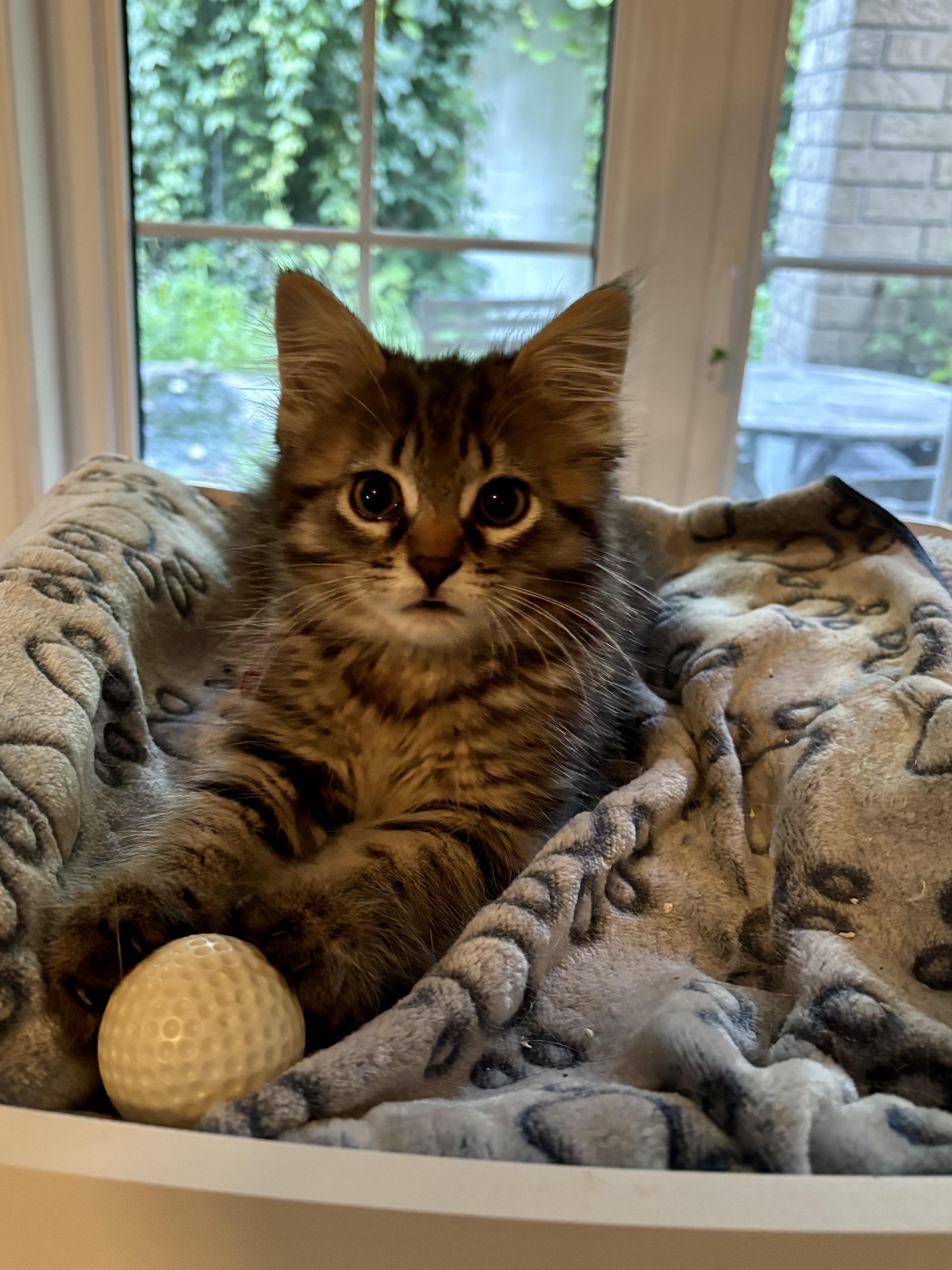 Joni, a ADOPTABLE Domestic Medium Hair in Ottawa, ON image 3/6