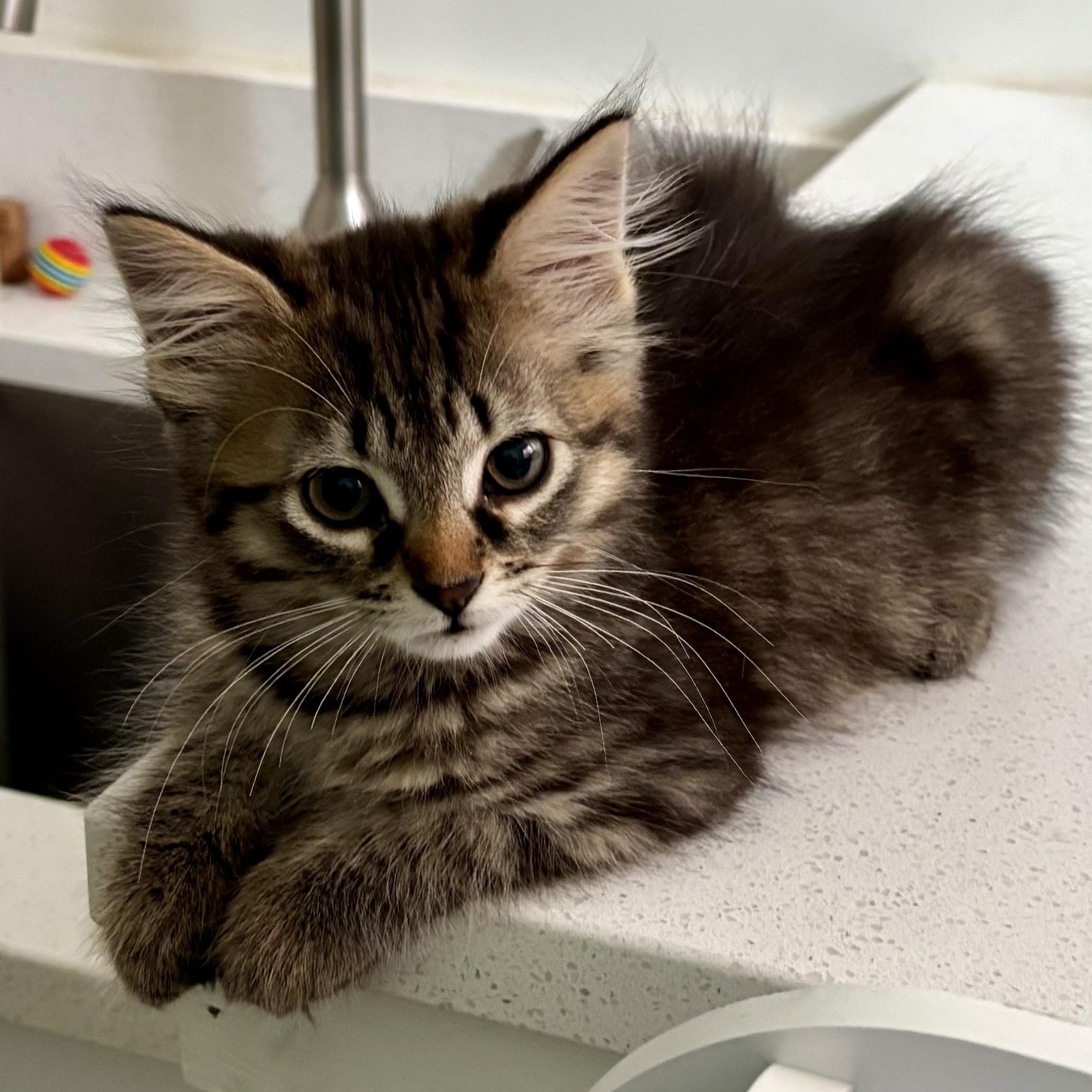 Joni, ADOPTABLE, Kitten Female Domestic Medium Hair.