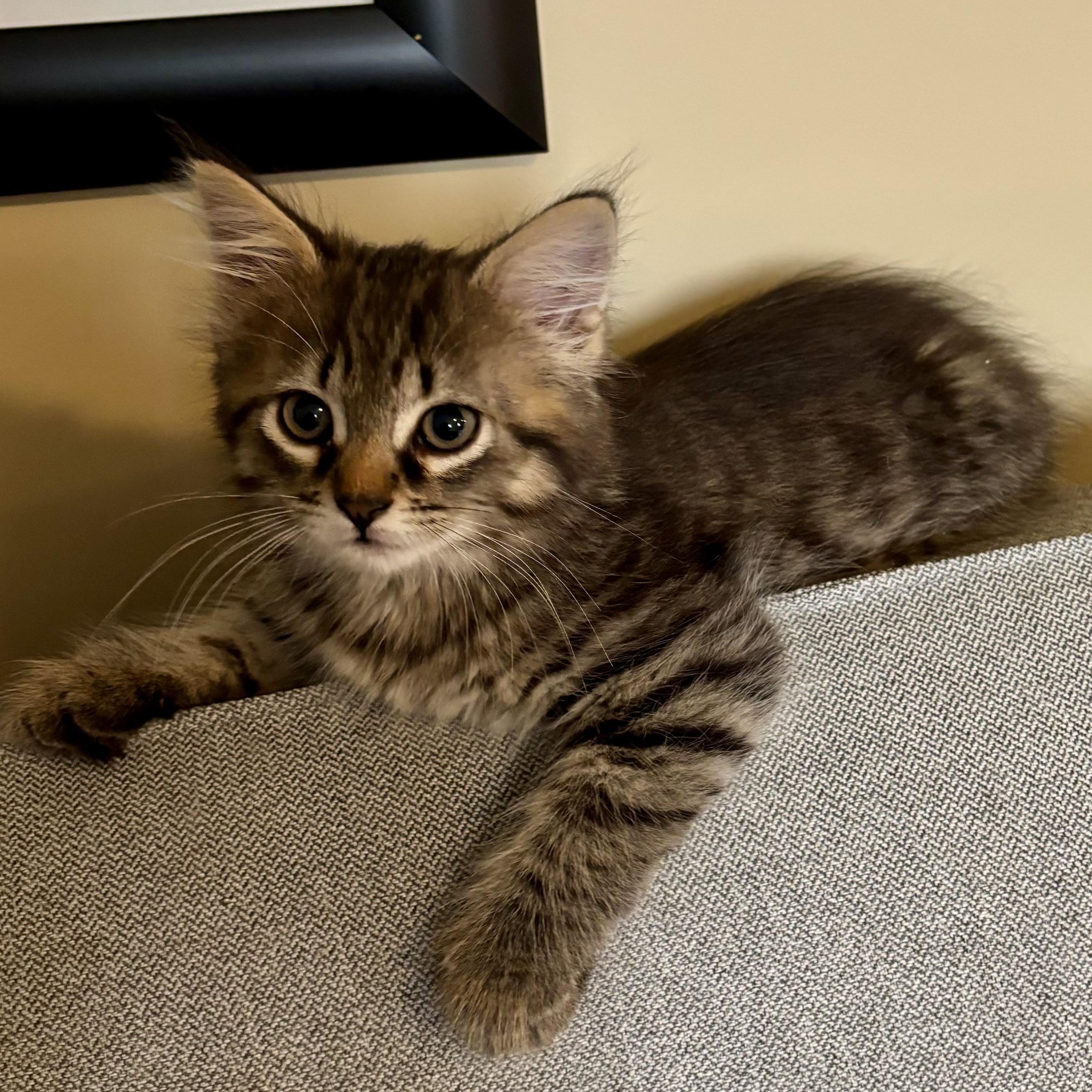 Joni, a ADOPTABLE Domestic Medium Hair in Ottawa, ON image 4/6