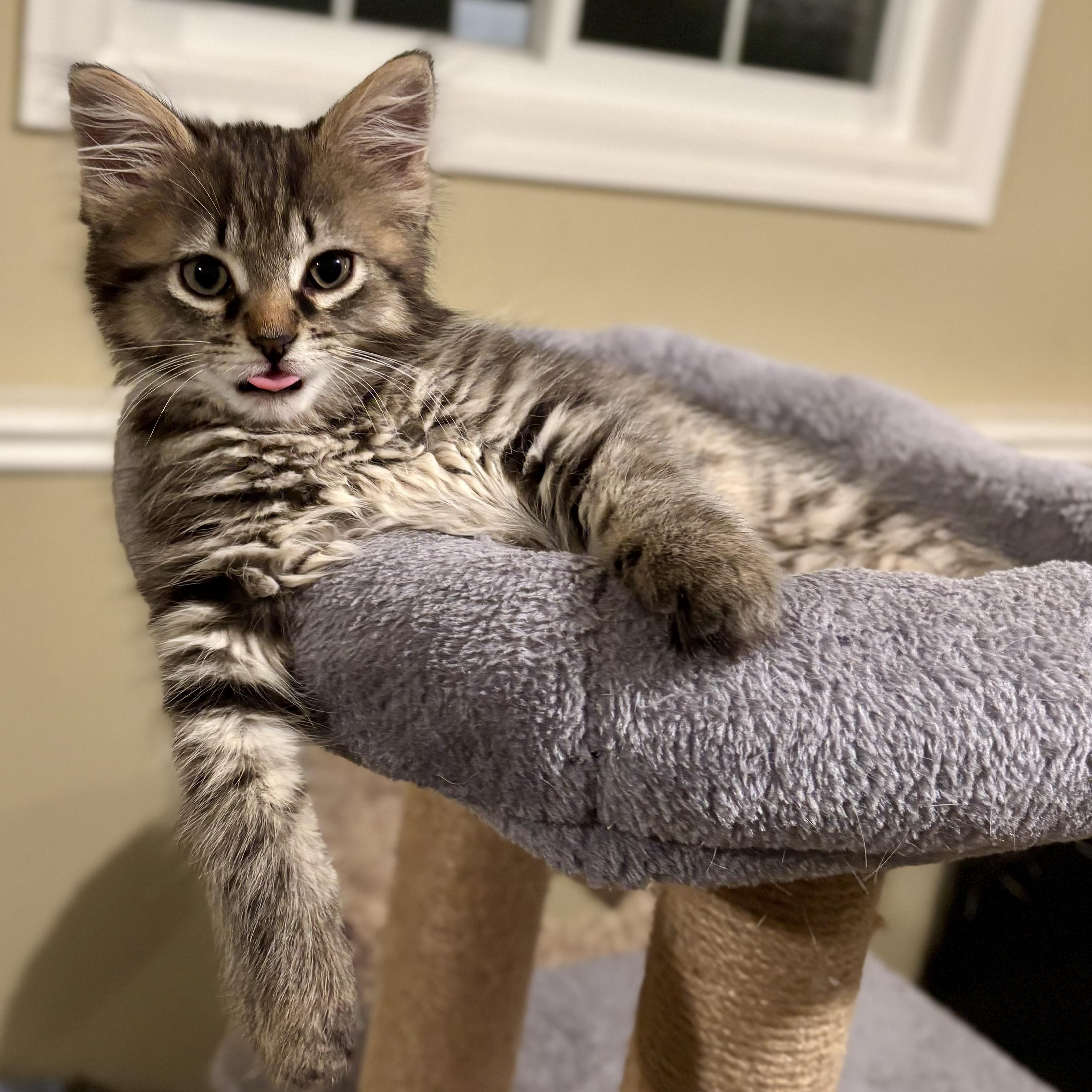 Joni, a ADOPTABLE Domestic Medium Hair in Ottawa, ON image 5/6