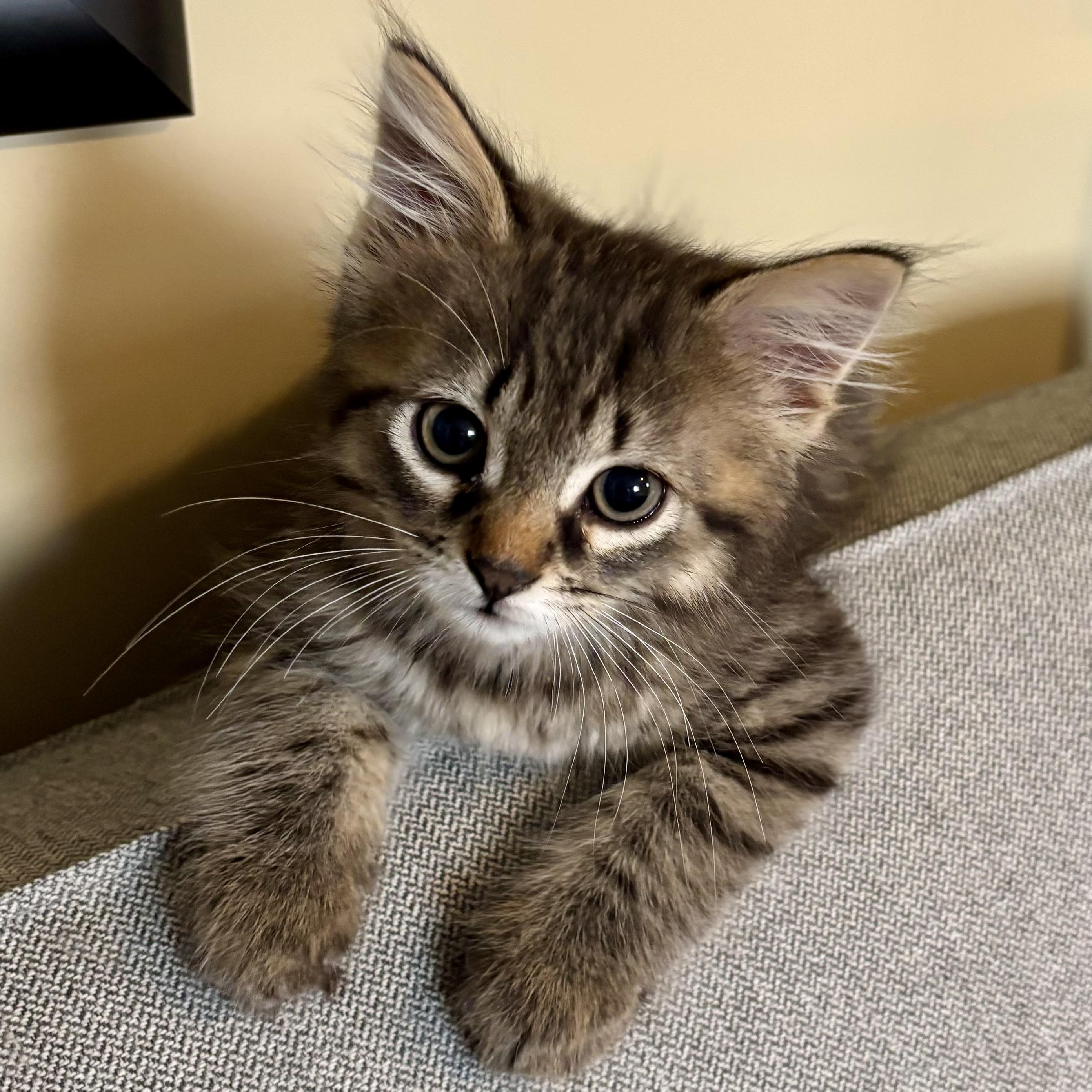 Joni, a ADOPTABLE Domestic Medium Hair in Ottawa, ON image 2/6