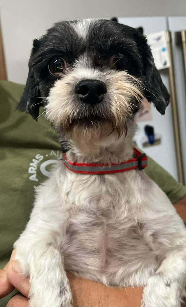Beatrice Ruth, Adoptable, Senior Female Shih Tzu & Poodle.