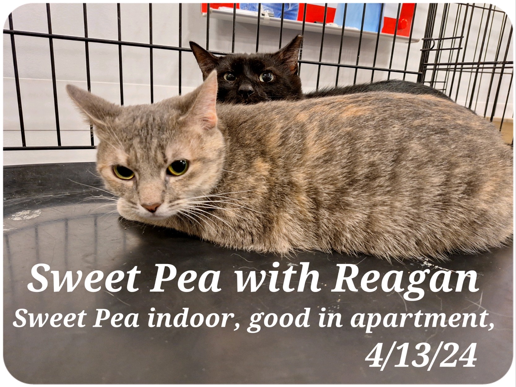 Sweet Pea, Adoptable, Adult Female Calico.