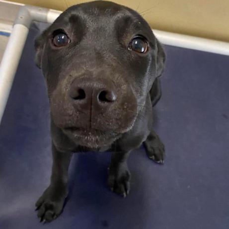Nyx, a Adoptable mixed breed in Fort Collins, CO image 1/6