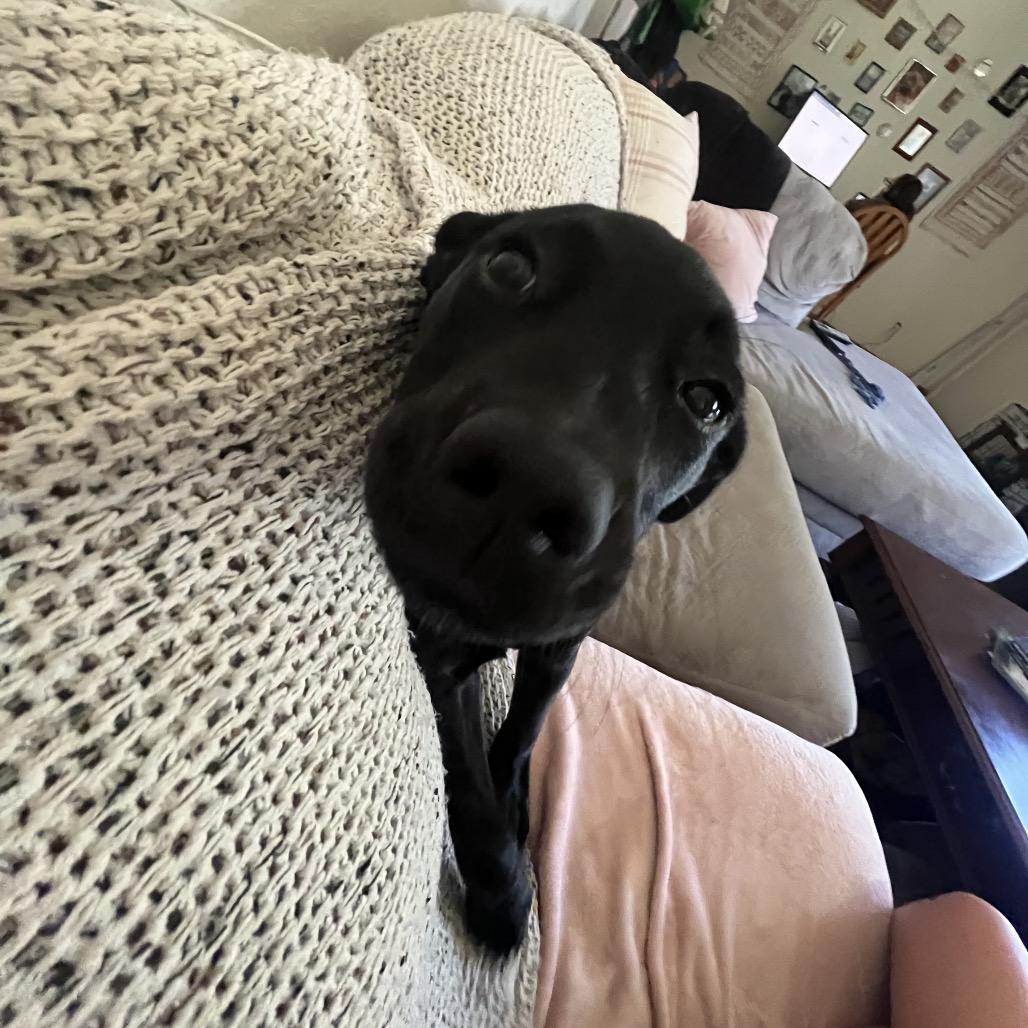 Nyx, a Adoptable mixed breed in Fort Collins, CO image 2/6