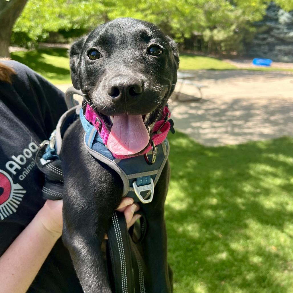 Nyx, a Adoptable mixed breed in Fort Collins, CO image 3/6