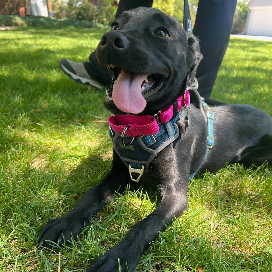 Nyx, a Adoptable mixed breed in Fort Collins, CO image 4/6