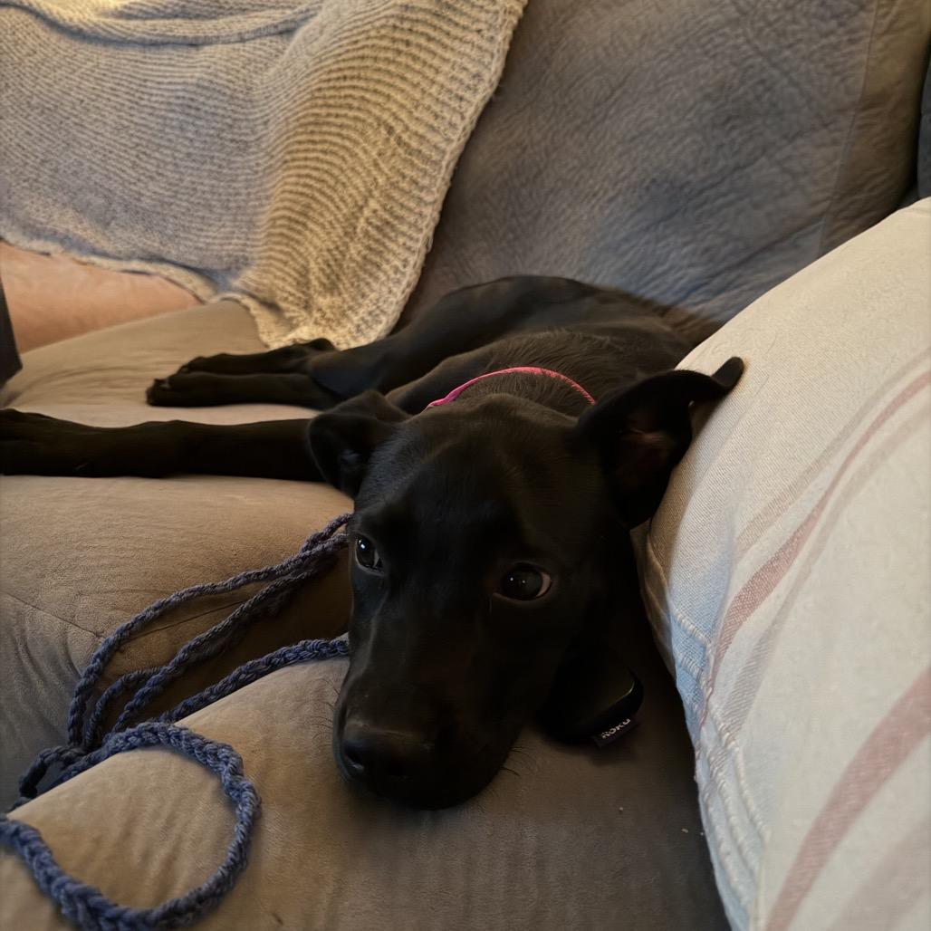 Nyx, a Adoptable mixed breed in Fort Collins, CO image 5/6