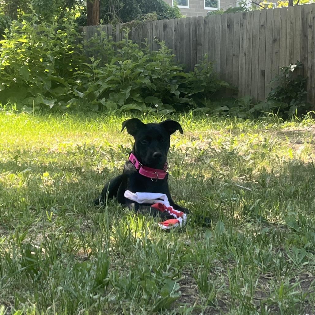 Nyx, a Adoptable mixed breed in Fort Collins, CO image 6/6