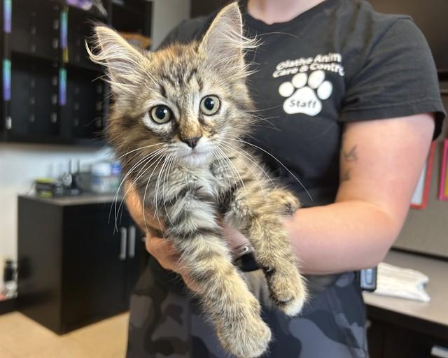 SANDWICH, Adoptable, Kitten Female Domestic Long Hair.
