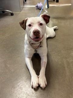 Enlarge Peony, a Adoptable Terrier in Mason City, IA image 4/4