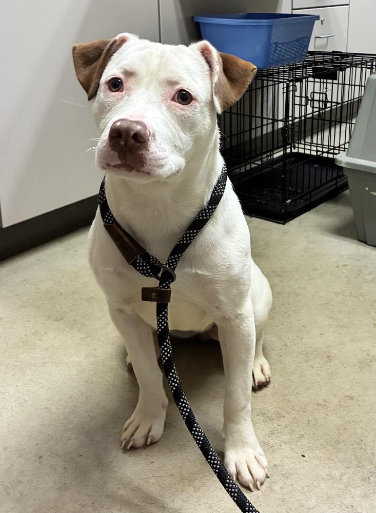 Enlarge Peony, a ADOPTABLE Terrier in Mason City, IA image 2/2