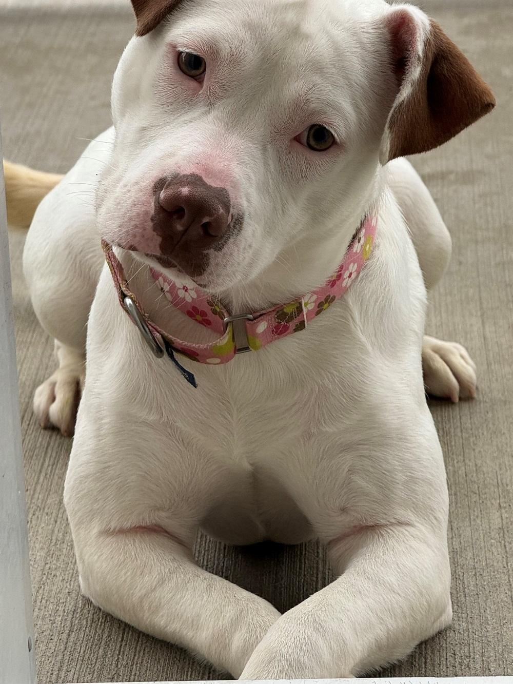 Peony, ADOPTABLE, Adult Female Terrier.