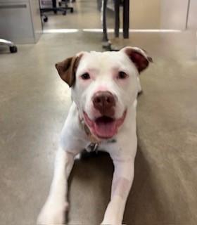 Peony, Adoptable, Adult Female Terrier.