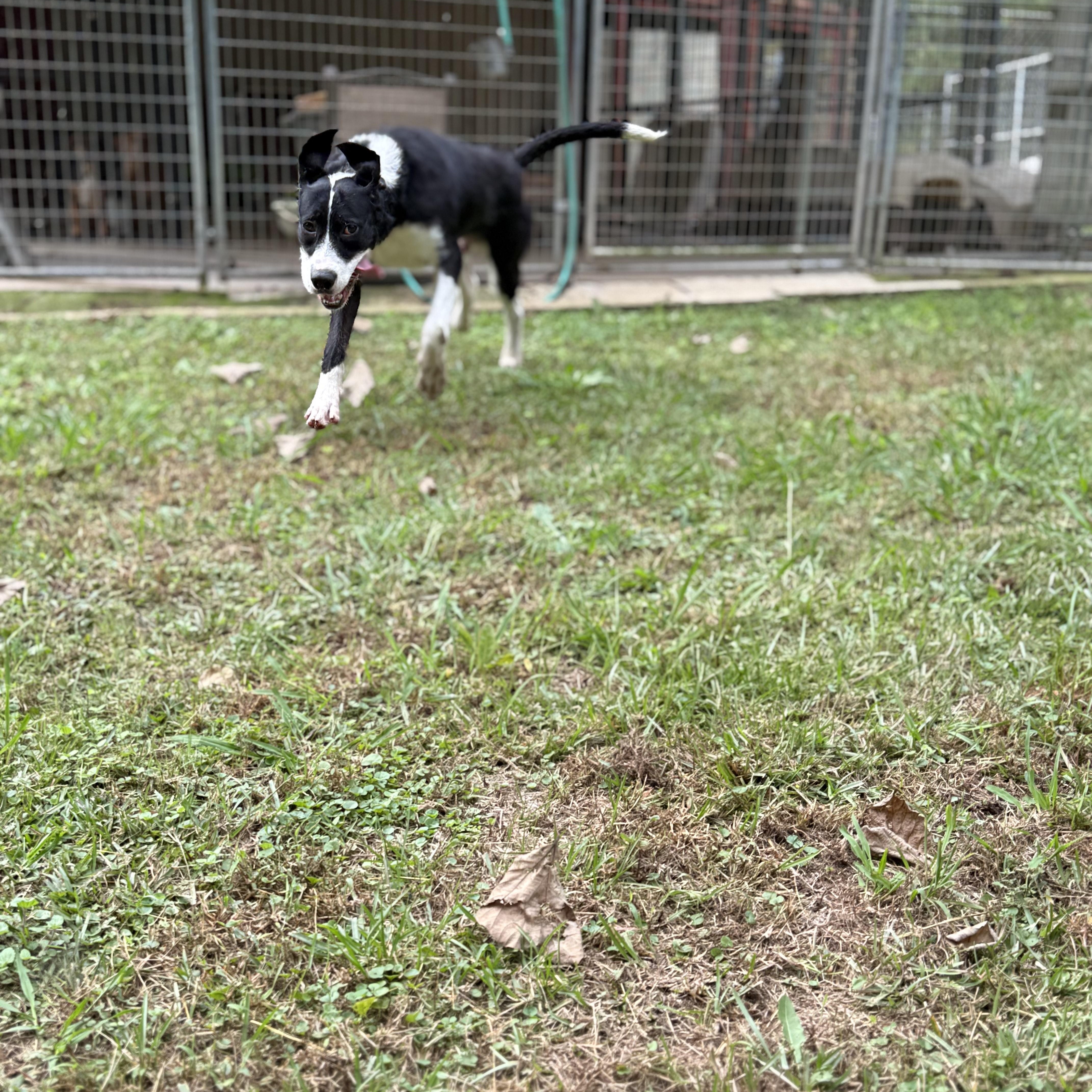 Baker 11890, a Adoptable mixed breed in Elberton, GA image 5/6