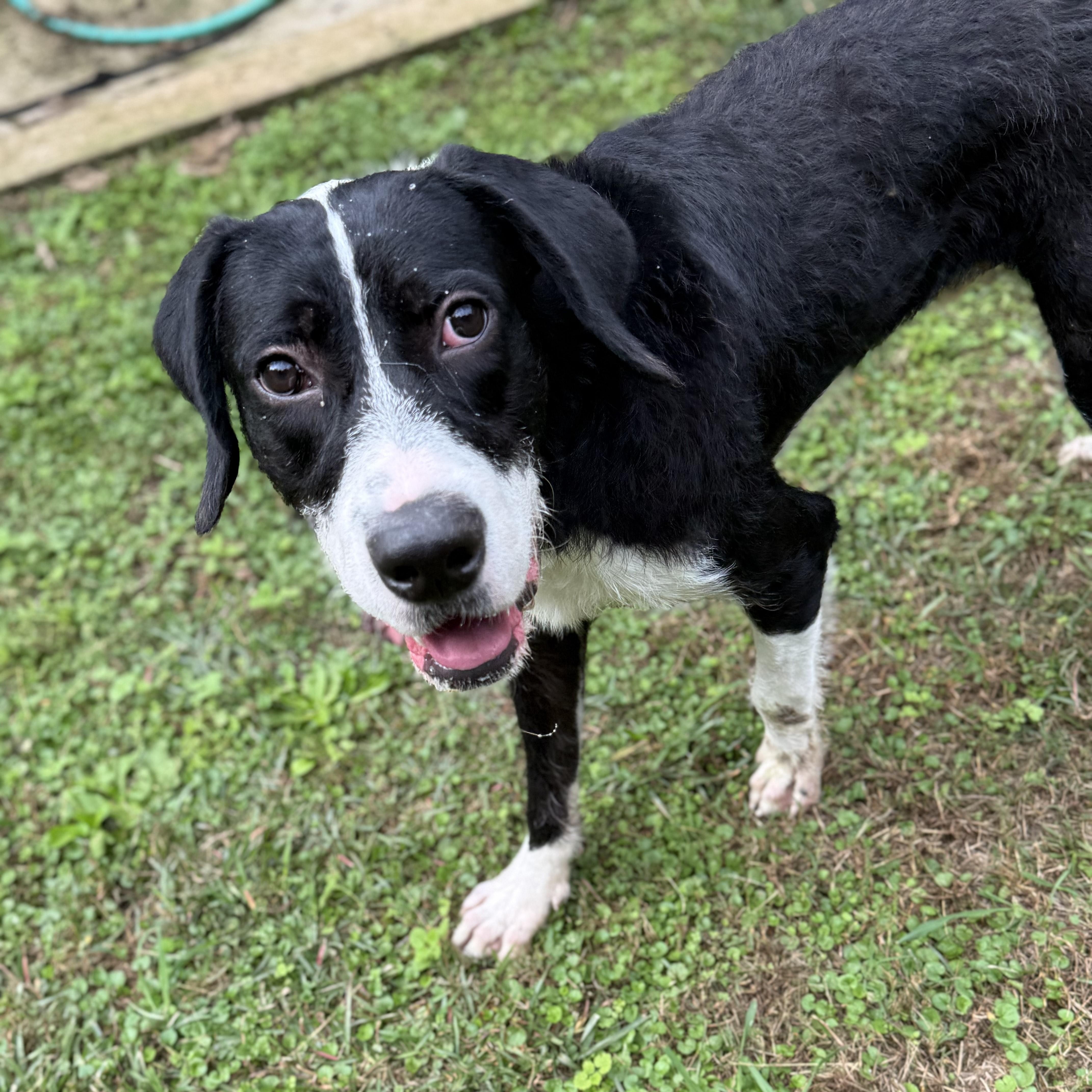 Baker 11890, a Adoptable mixed breed in Elberton, GA image 2/6